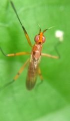 Diptera