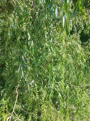 Salix babylonica
