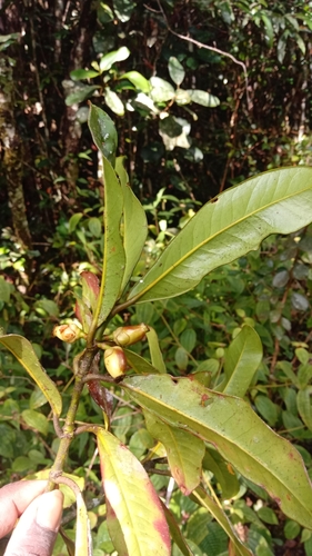 Garcinia pauciflora image