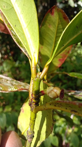 Garcinia pauciflora image