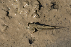 Periophthalmus modestus