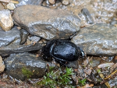 Phelotrupes formosanus