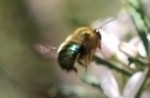 Xylocopa aerata