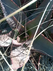 Aloe capitata