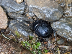 Phelotrupes formosanus
