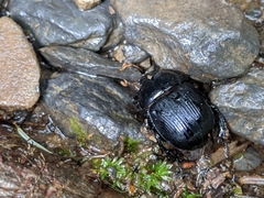 Phelotrupes formosanus