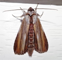 Cucullia convexipennis