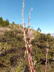 Aloe capitata