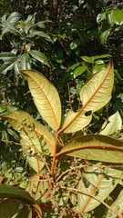 Tina apiculata image