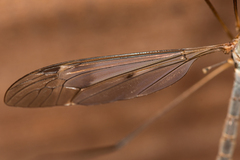 Tipula fulvipennis