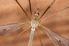 Tipula fulvipennis