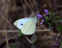 Pieris rapae