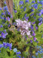 Bombus