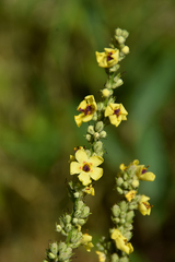 Verbascum