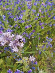 Bombus