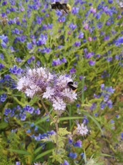 Bombus