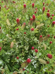 Trifolium incarnatum