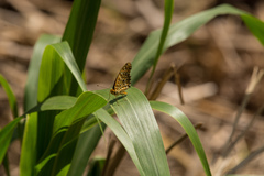 Argynnis hyperbius hyperbius