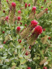 Trifolium incarnatum