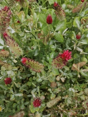 Trifolium incarnatum