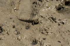 Periophthalmus modestus