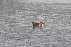 Gallinula chloropus