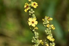Verbascum