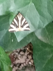 Euplagia quadripunctaria