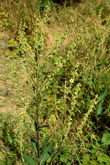 Verbascum