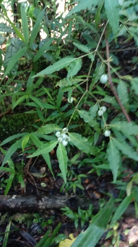 Psychotria andevorantensis image