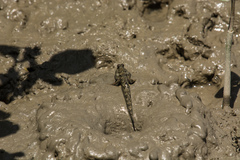 Periophthalmus modestus