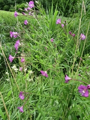 Epilobium hirsutum