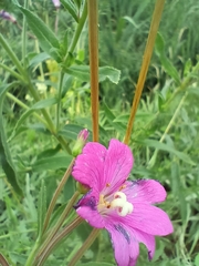 Epilobium hirsutum