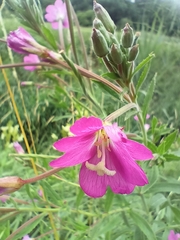 Epilobium hirsutum
