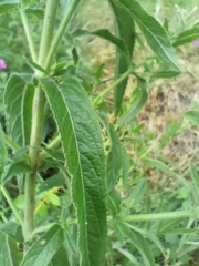 Epilobium hirsutum