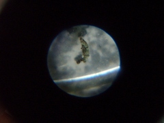 Narycia duplicella