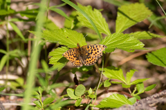 Boloria euphrosyne