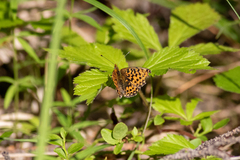 Boloria euphrosyne