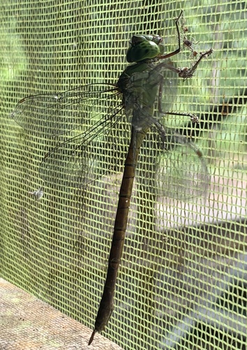 Staurophlebia wayana