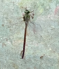 Staurophlebia