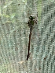 Staurophlebia