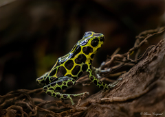 Ranitomeya variabilis