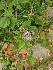 Eupatorium cannabinum