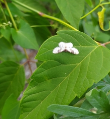 Idaea rusticata