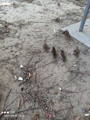 Passer domesticus