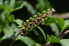 Phytolacca americana