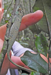 Chamaeleonidae