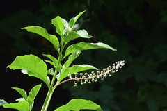 Phytolacca americana