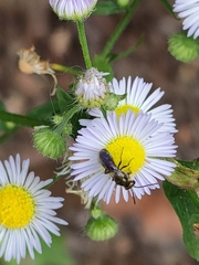 Erigeron annuus