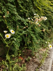 Erigeron annuus
